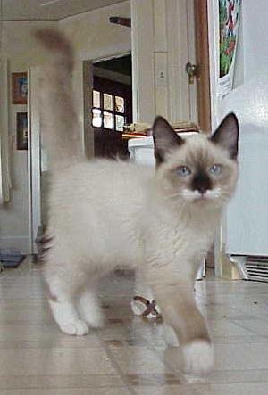 Purebred Himalayan